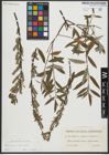 Foto von Salix repens L. x Salix viminalis L.